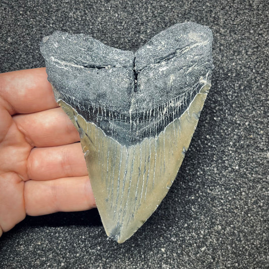 F2776 | Squalo | Otodus megalodon