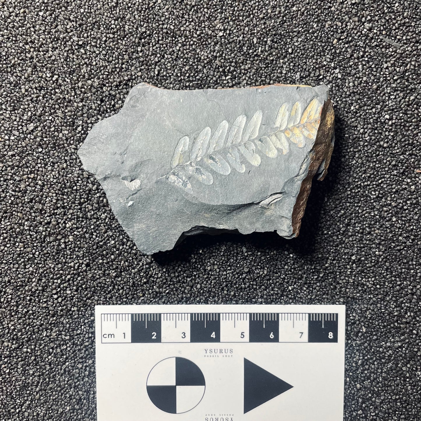 F2481 | Pianta | Neuropteris sp.