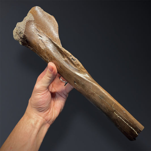 F2823 | Dinosauro | Ornithomimidae indet.