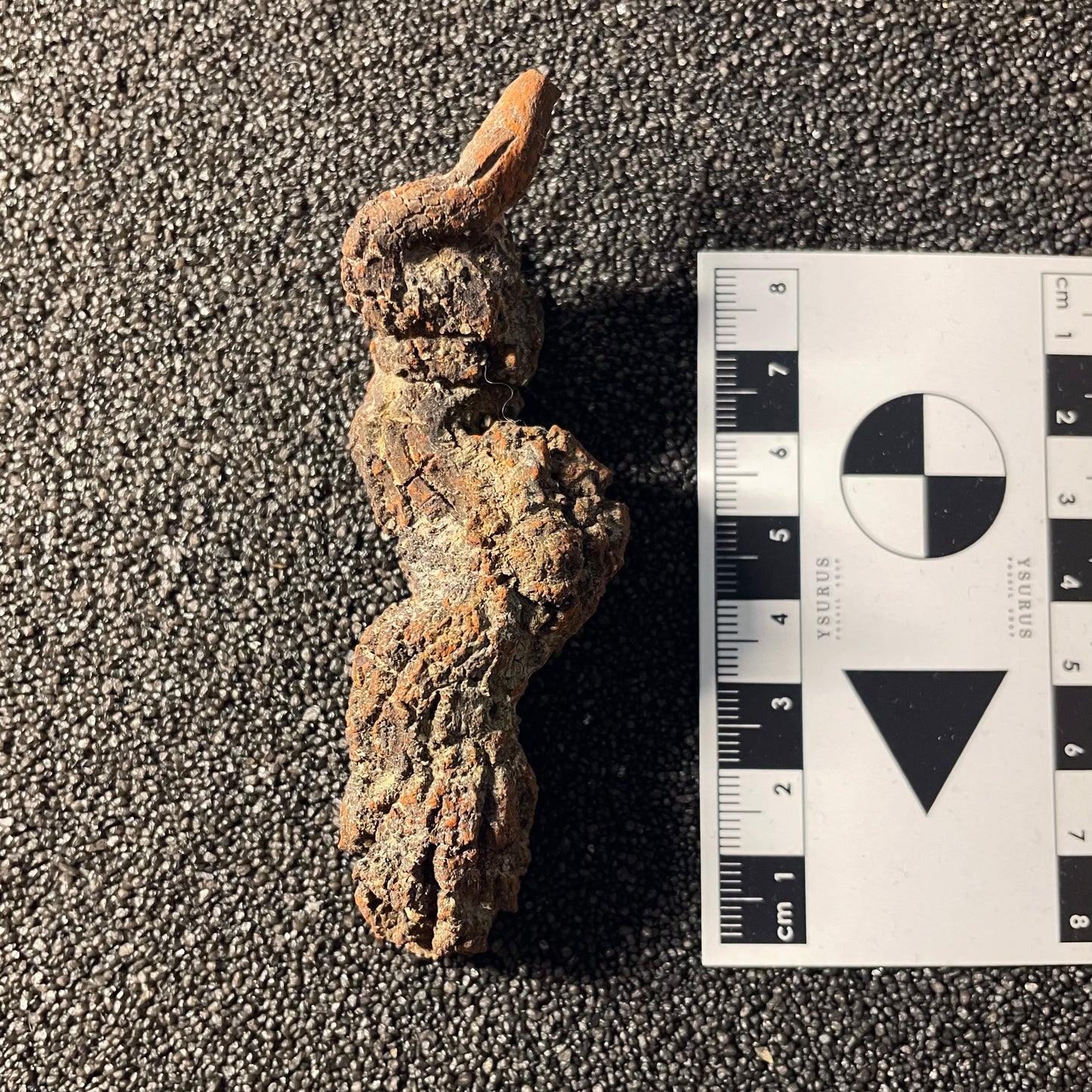 F2454 | Coprolite - Cololite | Testuggine