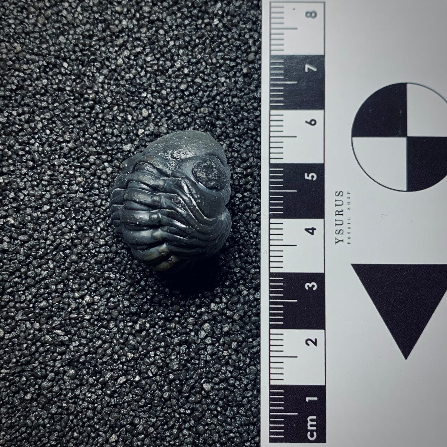 F493 | Trilobite | Phacopidae indet.