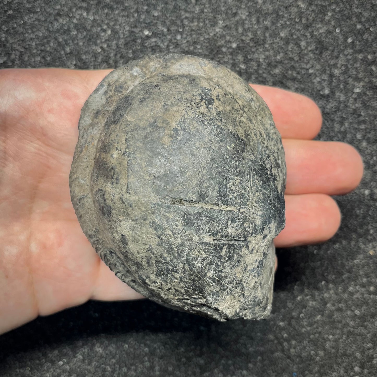F2912 | Ammonite | Perisphinctidae indet.