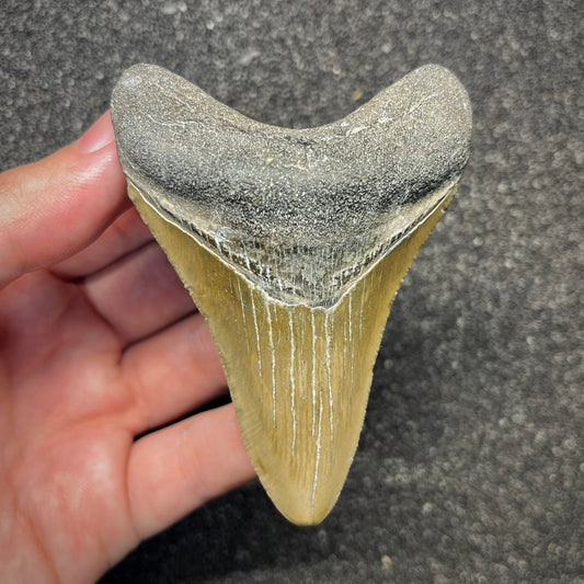 F2919 | Squalo | Otodus megalodon