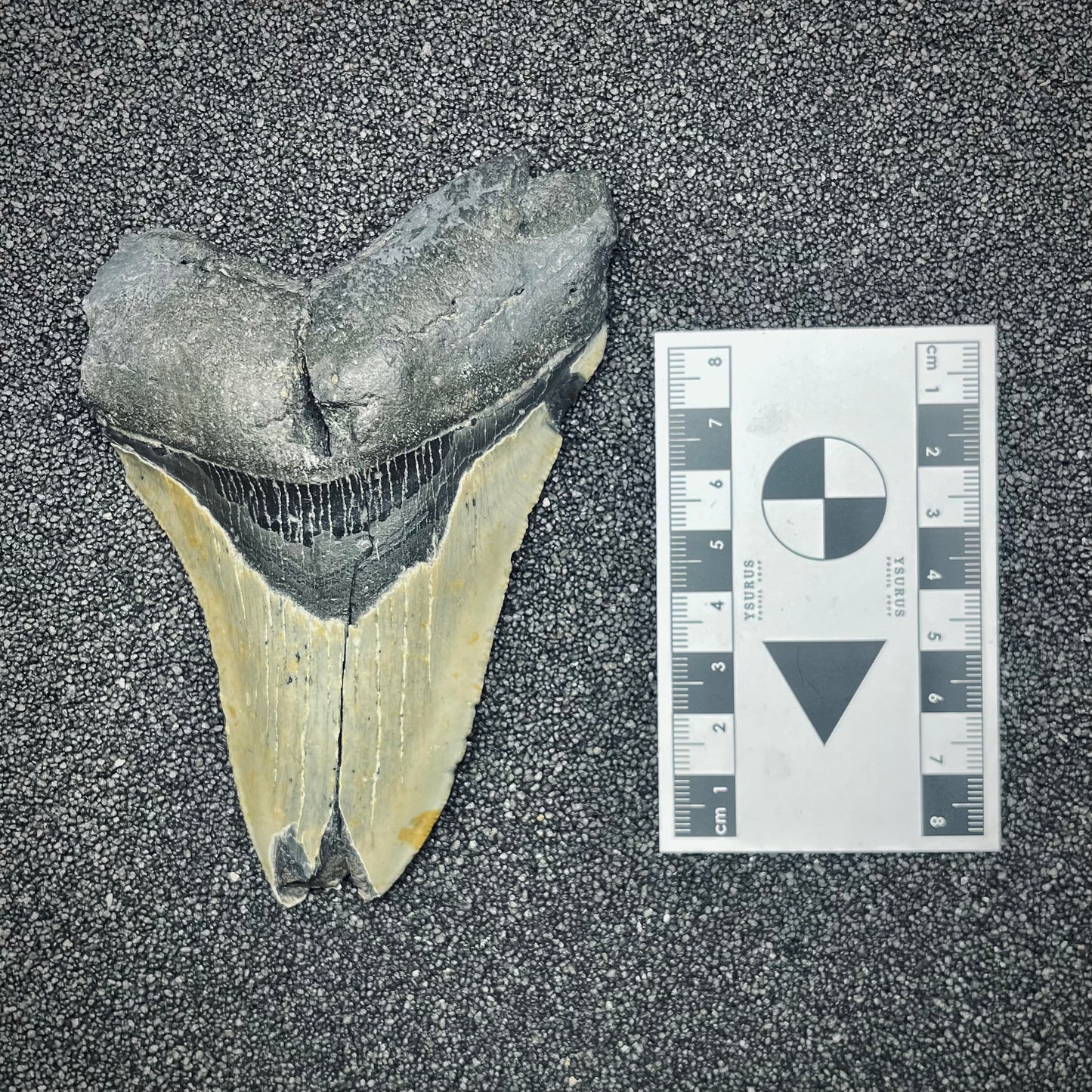 F2770 | Squalo | Otodus megalodon