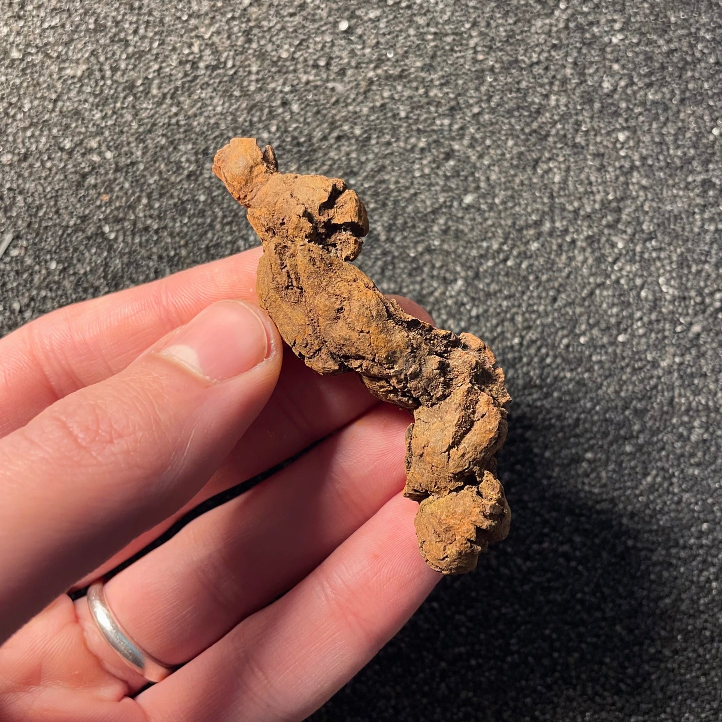 F2457 | Coprolite - Cololite | Testuggine