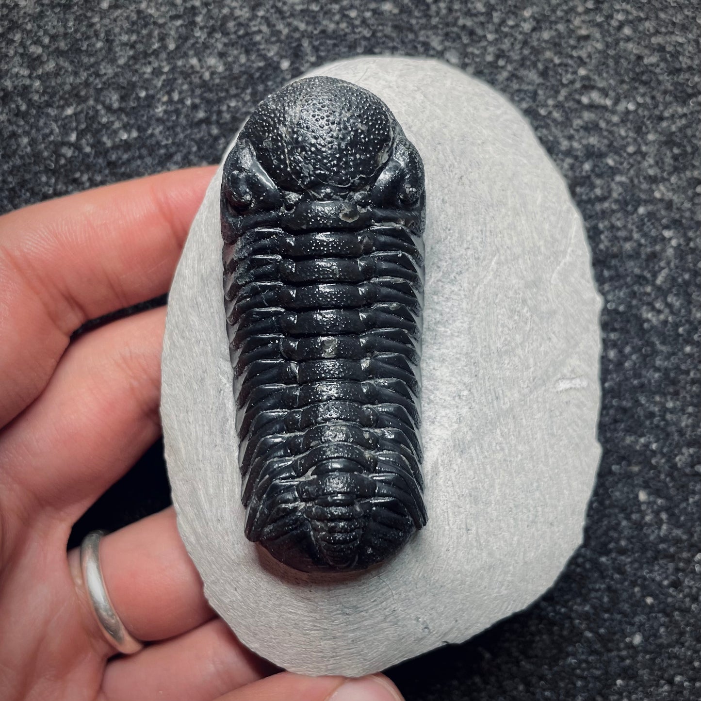 F1096 | Trilobite | Phacopidae indet.