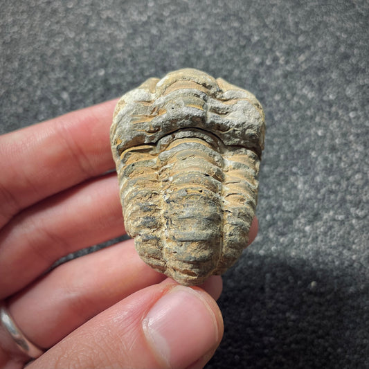 F1898 | Trilobite | Flexicalymene sp.