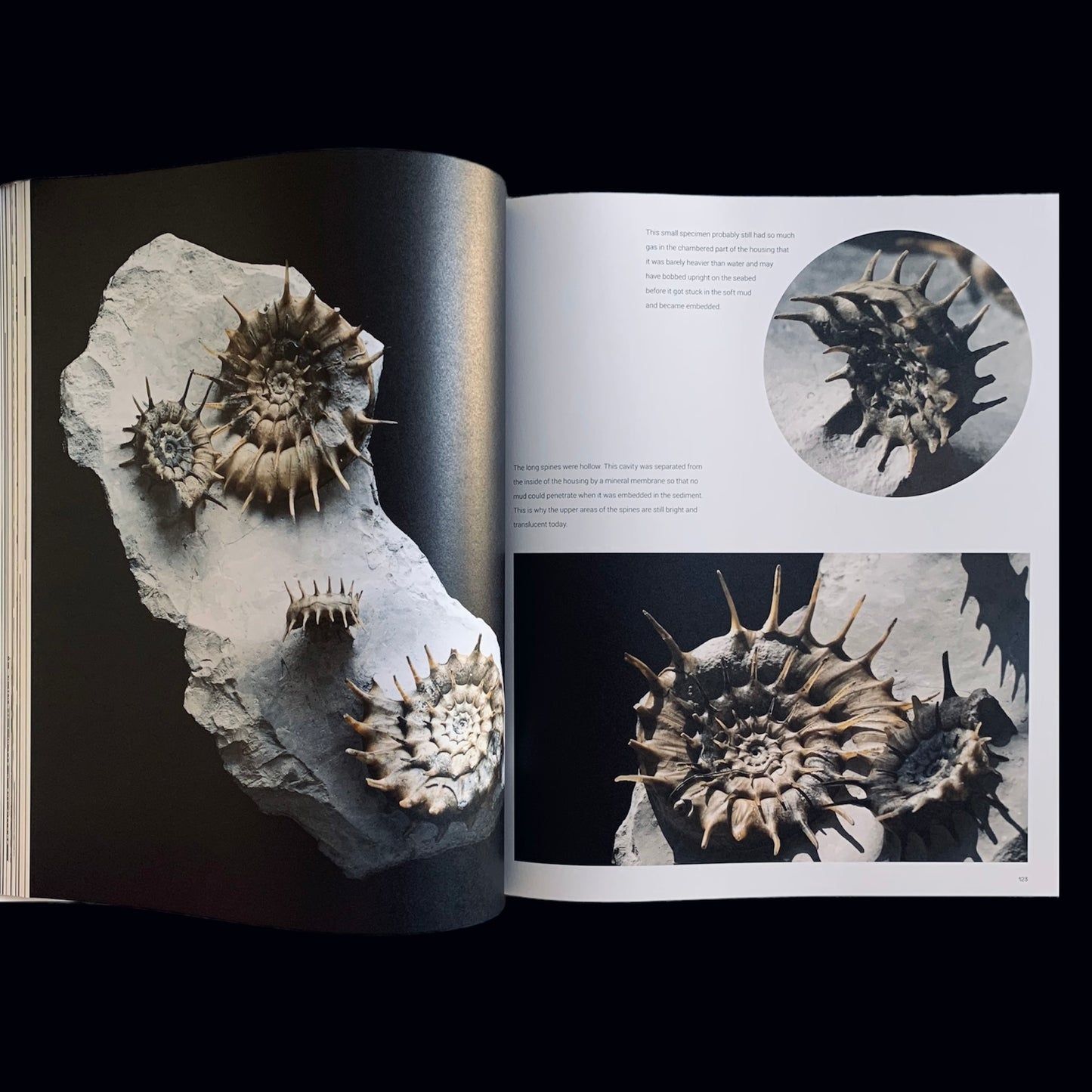 LP5 | Libro | Ammonite Masterpieces