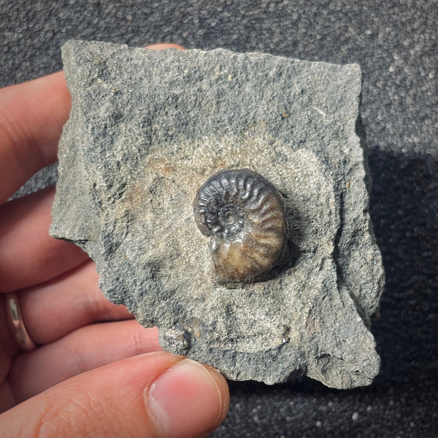 F2571 | Ammonite | Graphoceratidae indet.