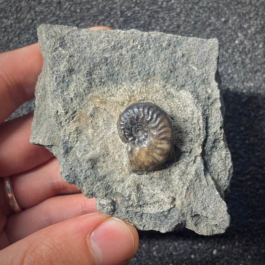 F2571 | Ammonite | Graphoceratidae indet.