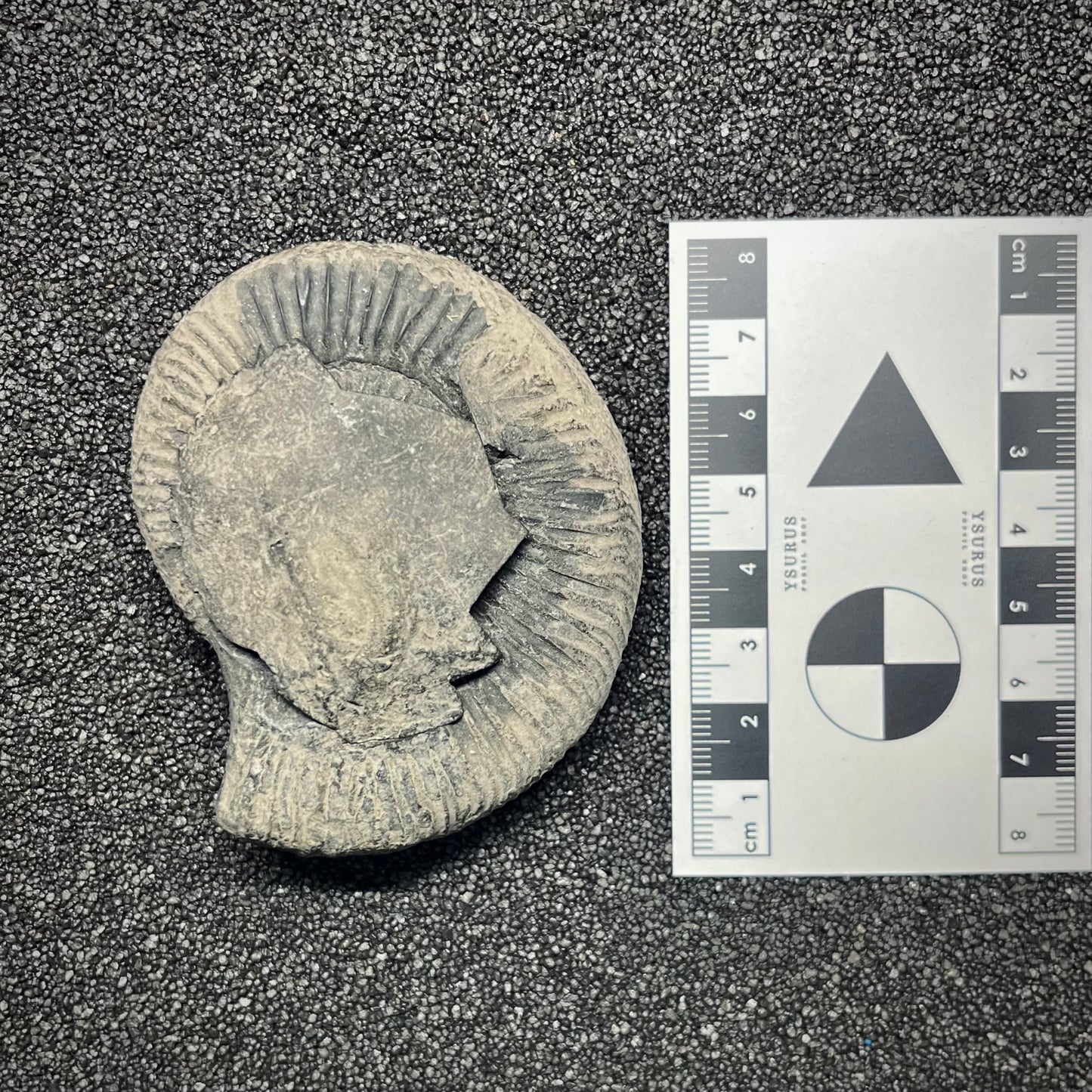 F2909 | Ammonite | Perisphinctidae indet.