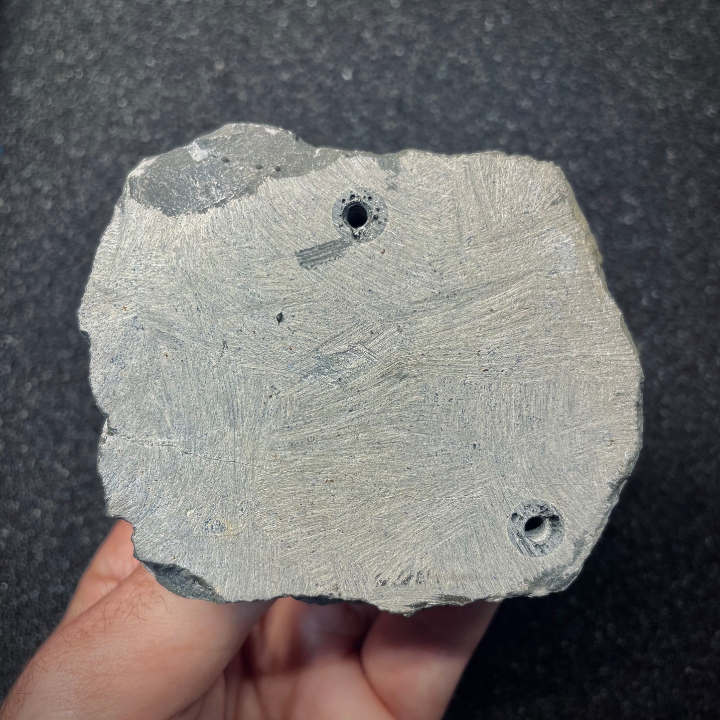 F2616 | Trilobite | Scabriscutellum sp.