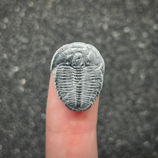 F3020 | Trilobite | Elrathia kingii