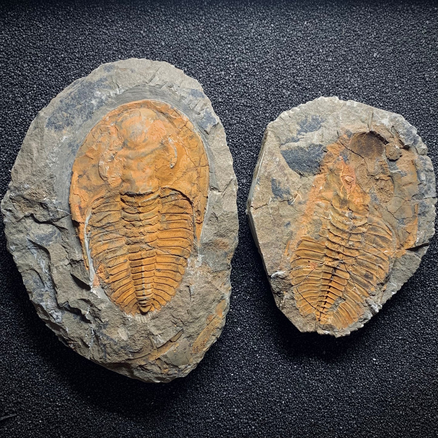 F971 | Trilobite | Cambropallas telesto