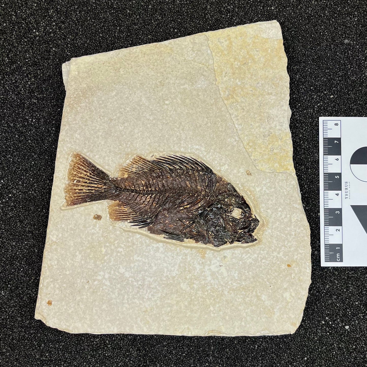 F2731 | Pesce | Cockerellites liops