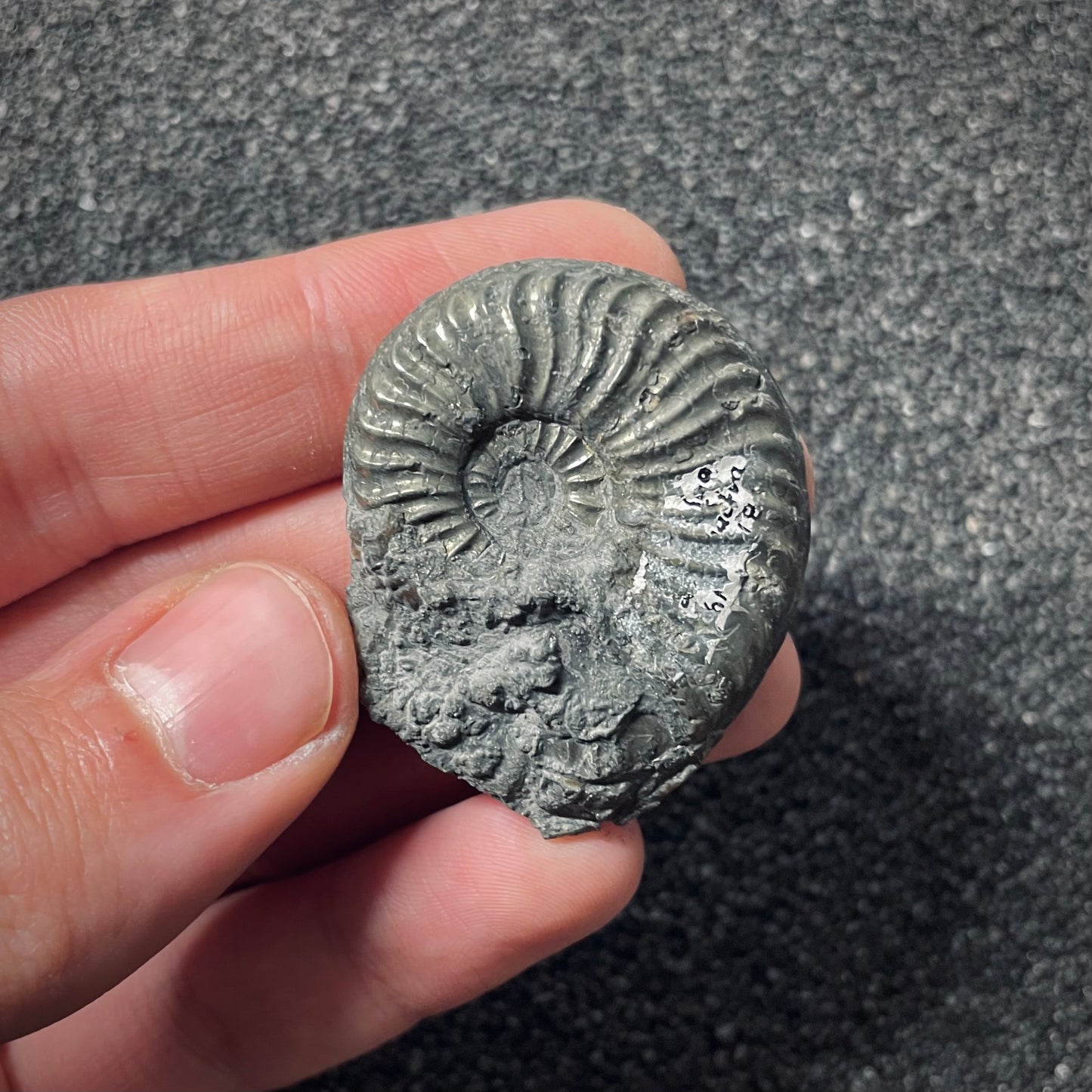F2545 | Ammonite | Pleydellia sp.