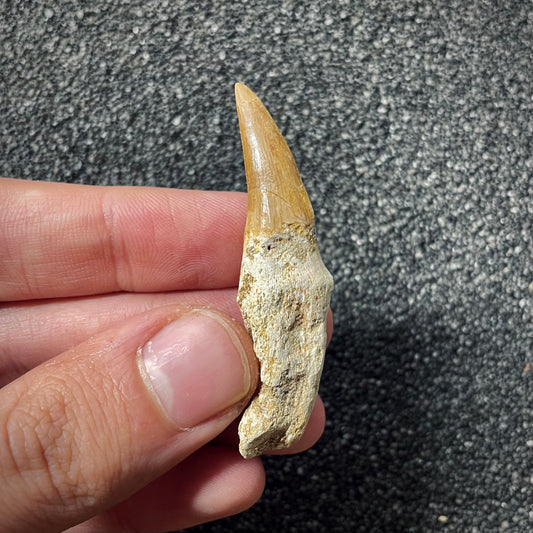 F1990 | Mosasauro | Mosasauridae indet.