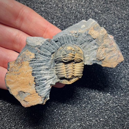 F1583 | Trilobite | Prionocheilus mendax