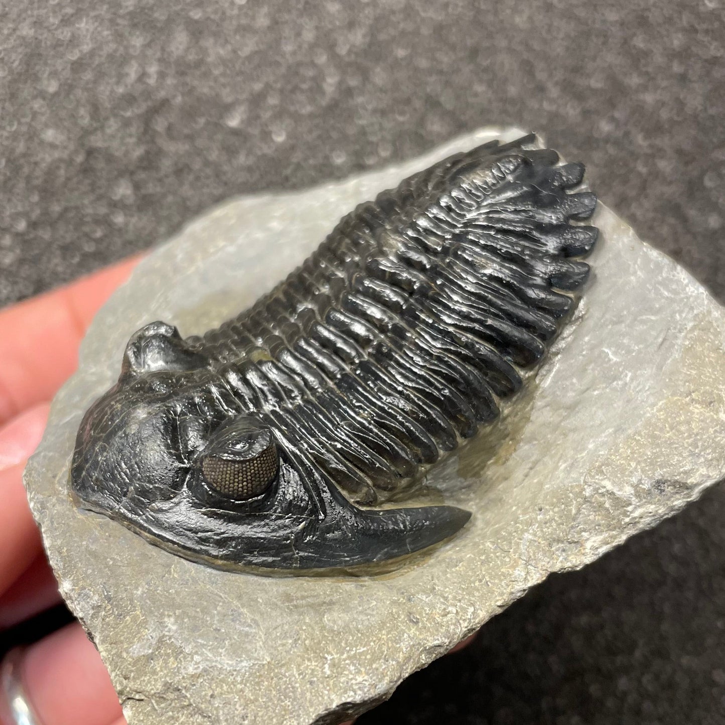 F2619 | Trilobite | Hollardops sp.