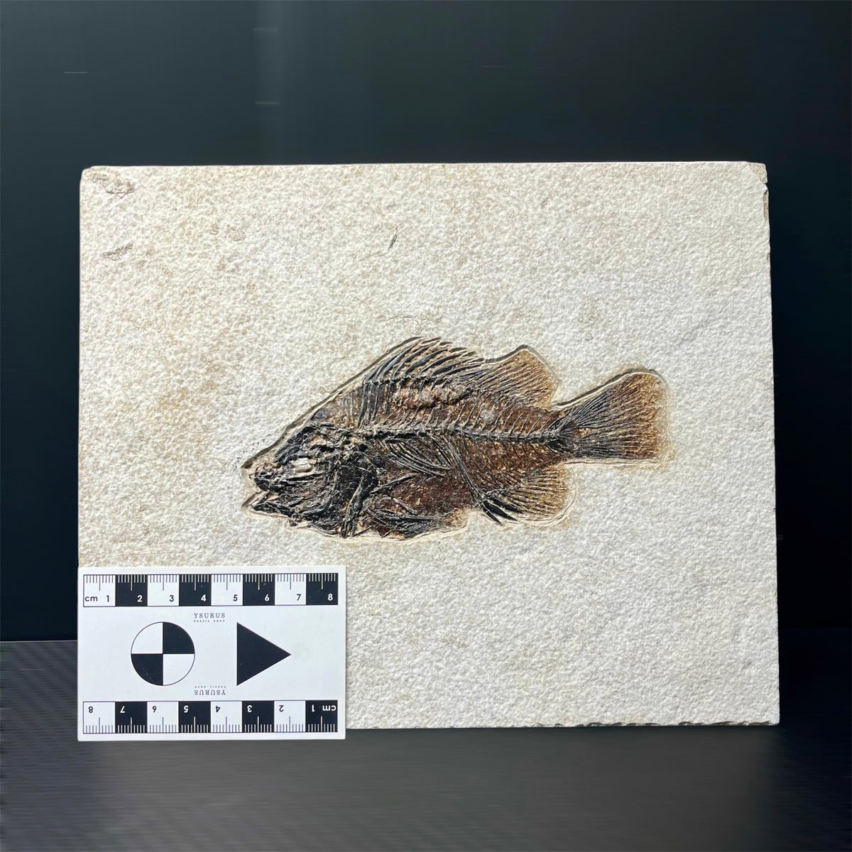 F3064 | Pesce | Cockerellites liops