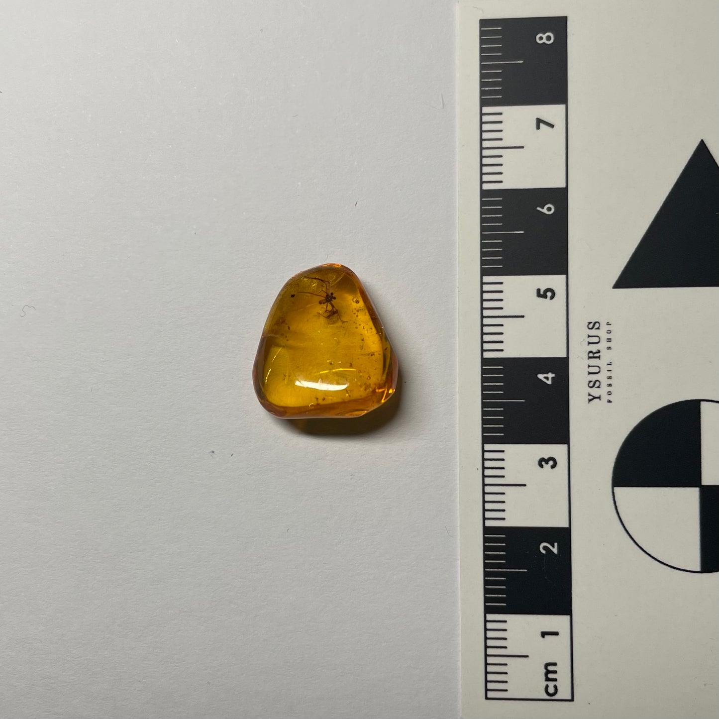 F2424 | Ambra con inclusione | Linyphiidae indet.