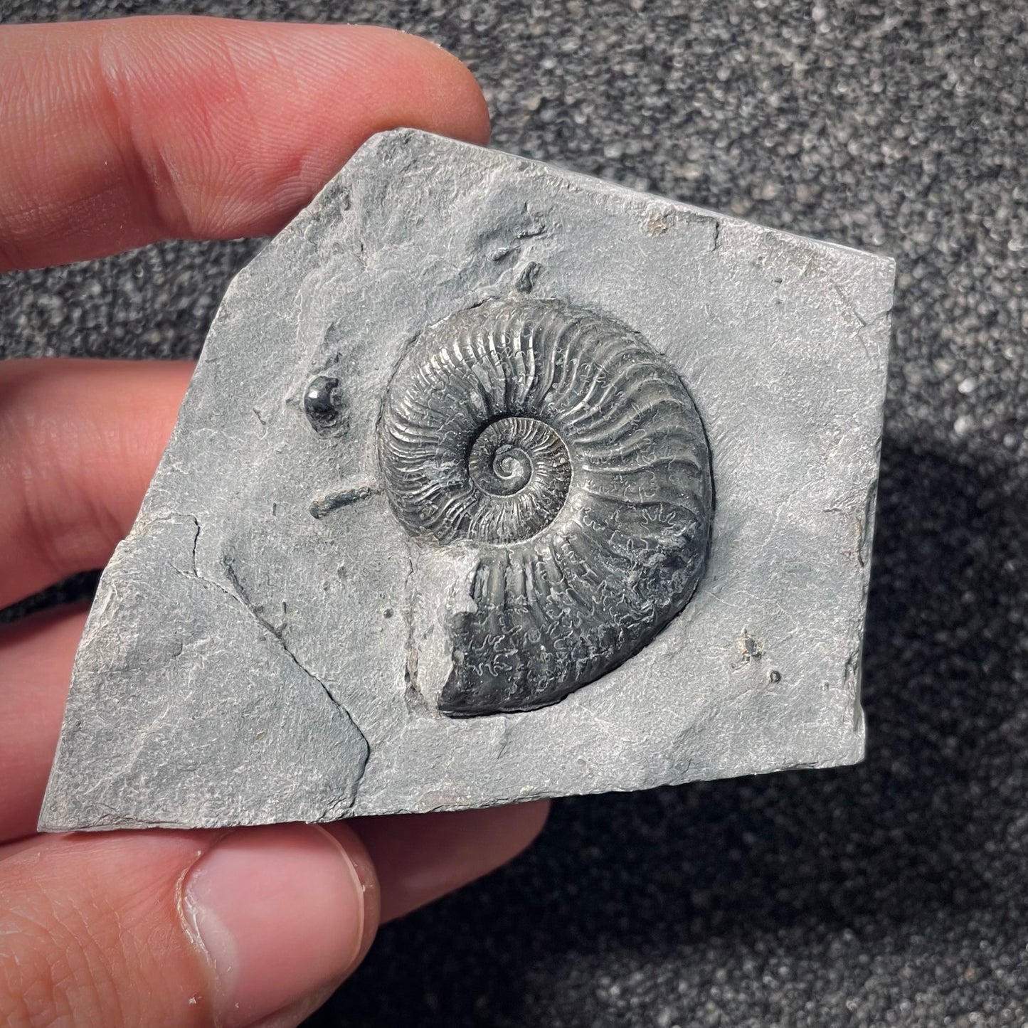 F2542 | Ammonite | Pleydellia sp.