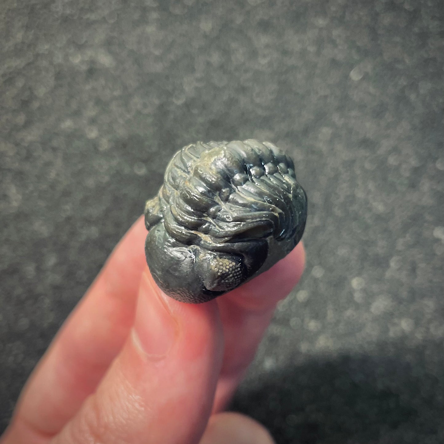 F2603 | Trilobite | Phacopidae indet.