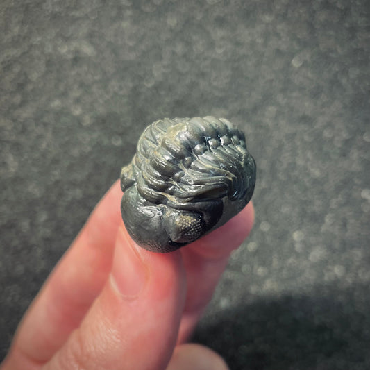 F2603 | Trilobite | Phacopidae indet.