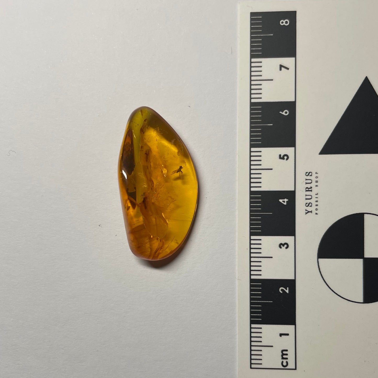 F2430 | Ambra con inclusione | Plecoptera indet.