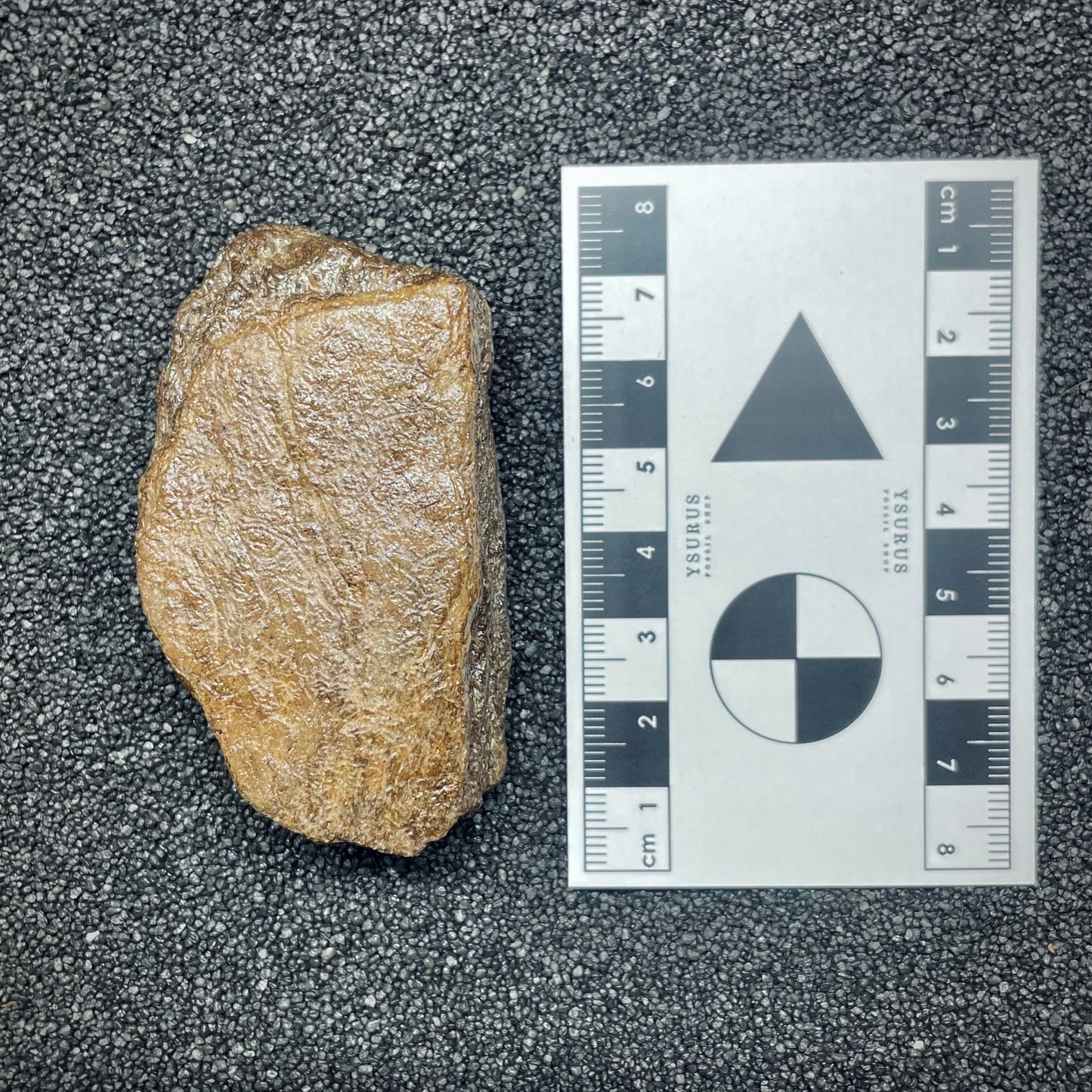 F2721 | Dinosauro | Triceratops sp.