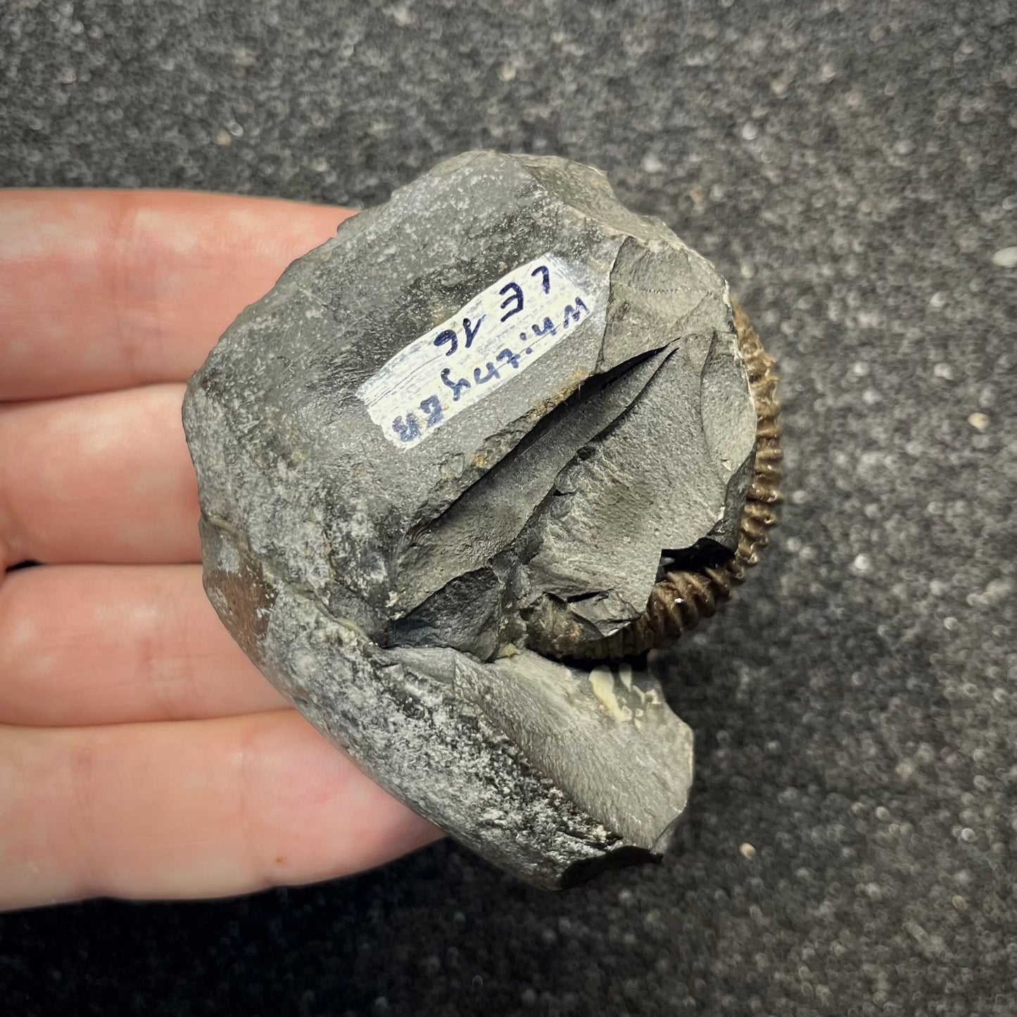 F2819 | Ammonite | Parkinsonia sp.