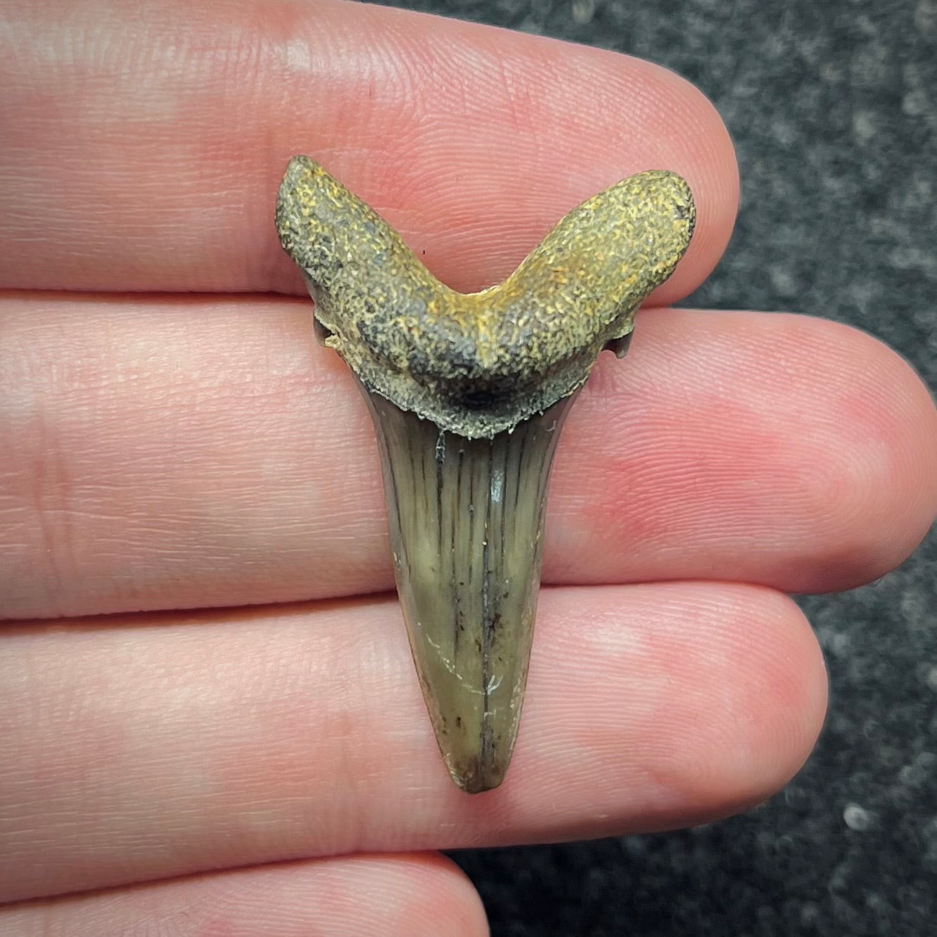 F2737 | Squalo | Odontaspididae indet.