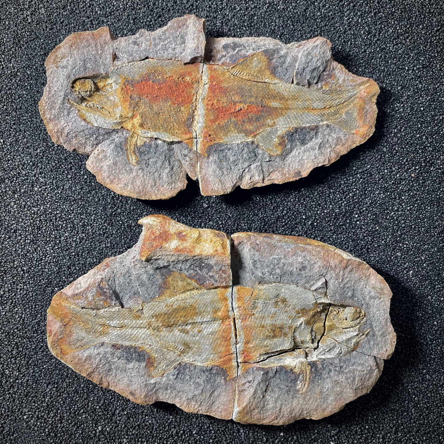 F2012 | Pesce | Pteronisculus cicatrosus