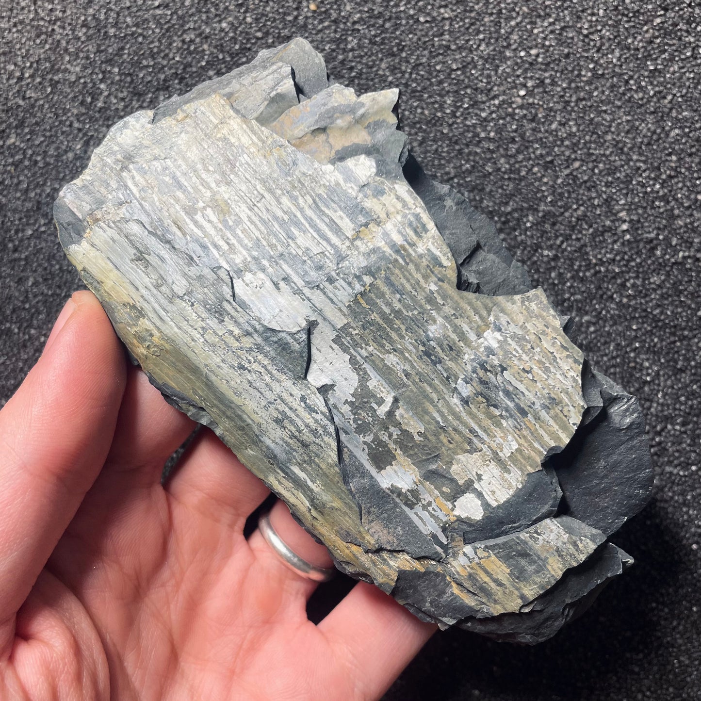 F2482 | Pianta | Neuropteris sp.