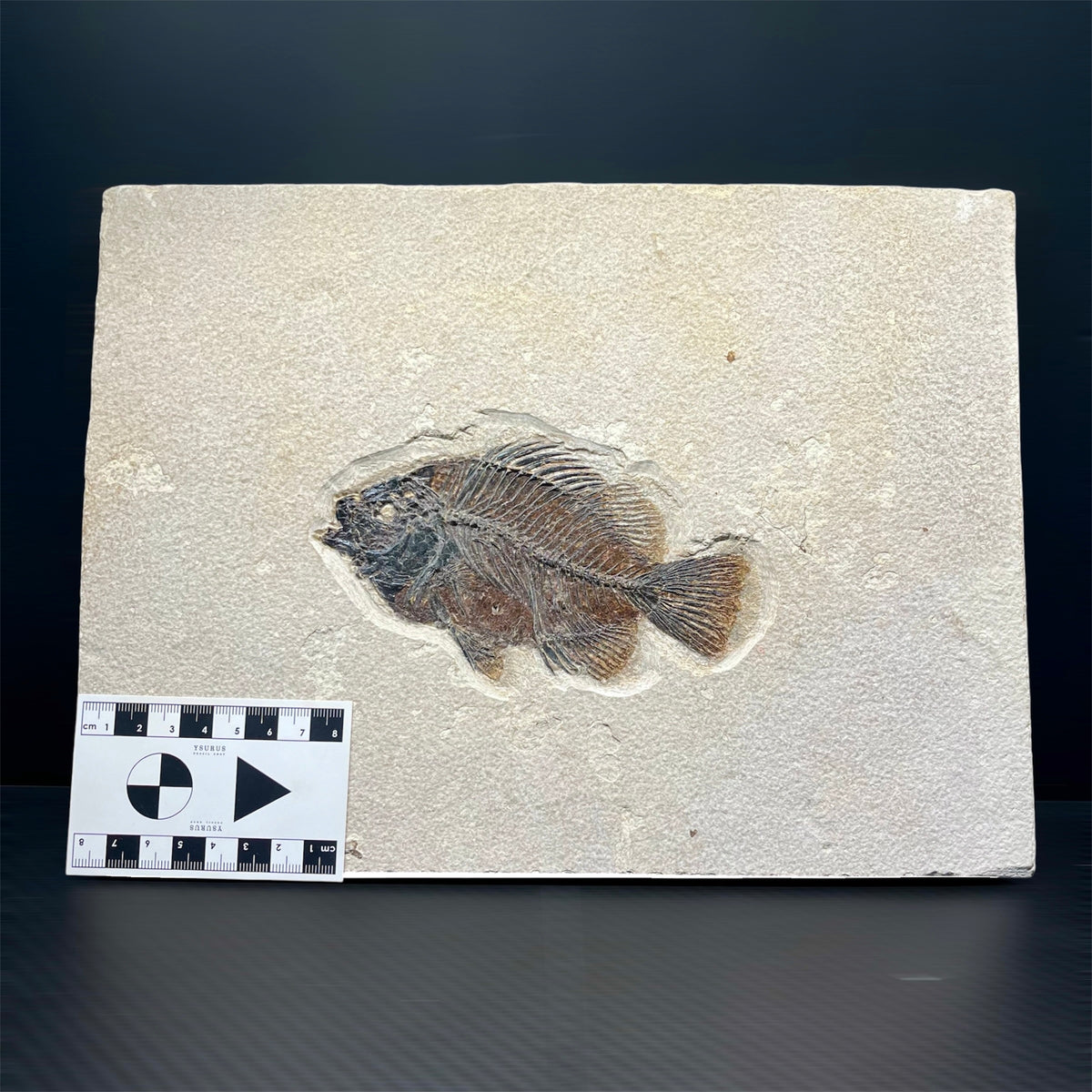 F3065 | Pesce | Cockerellites liops