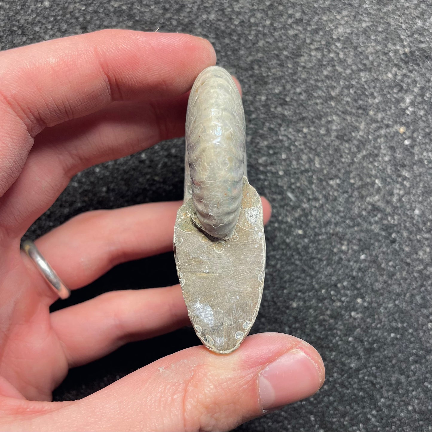 F2384 | Ammonite | Cleoniceras sp.