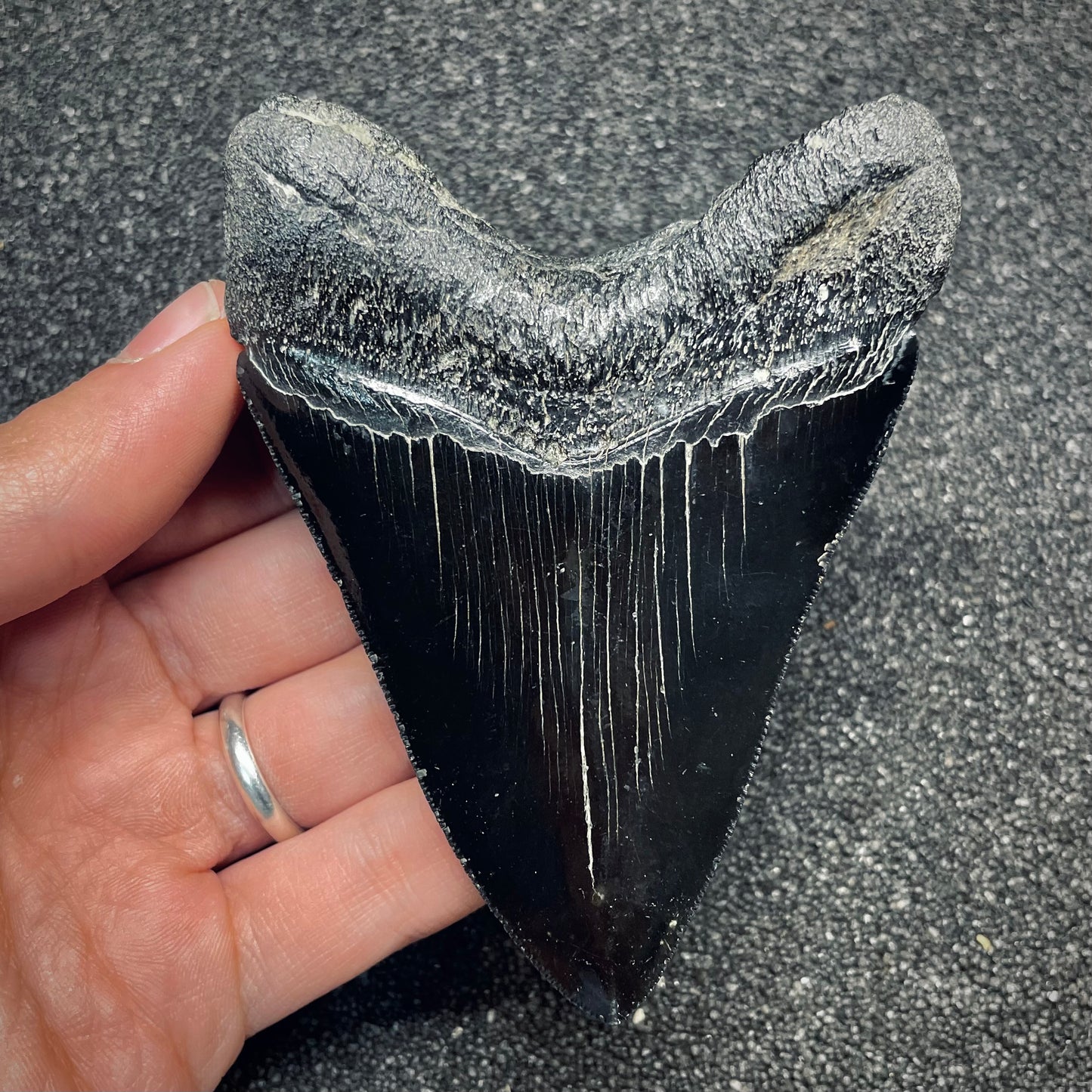 F2630 | Squalo | Otodus megalodon