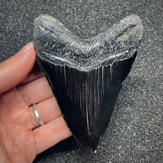 F2630 | Squalo | Otodus megalodon