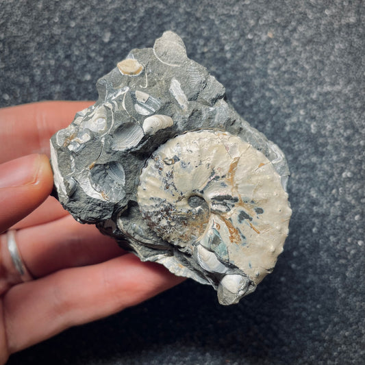 F1458 | Ammonite | Hoploscaphites sp.