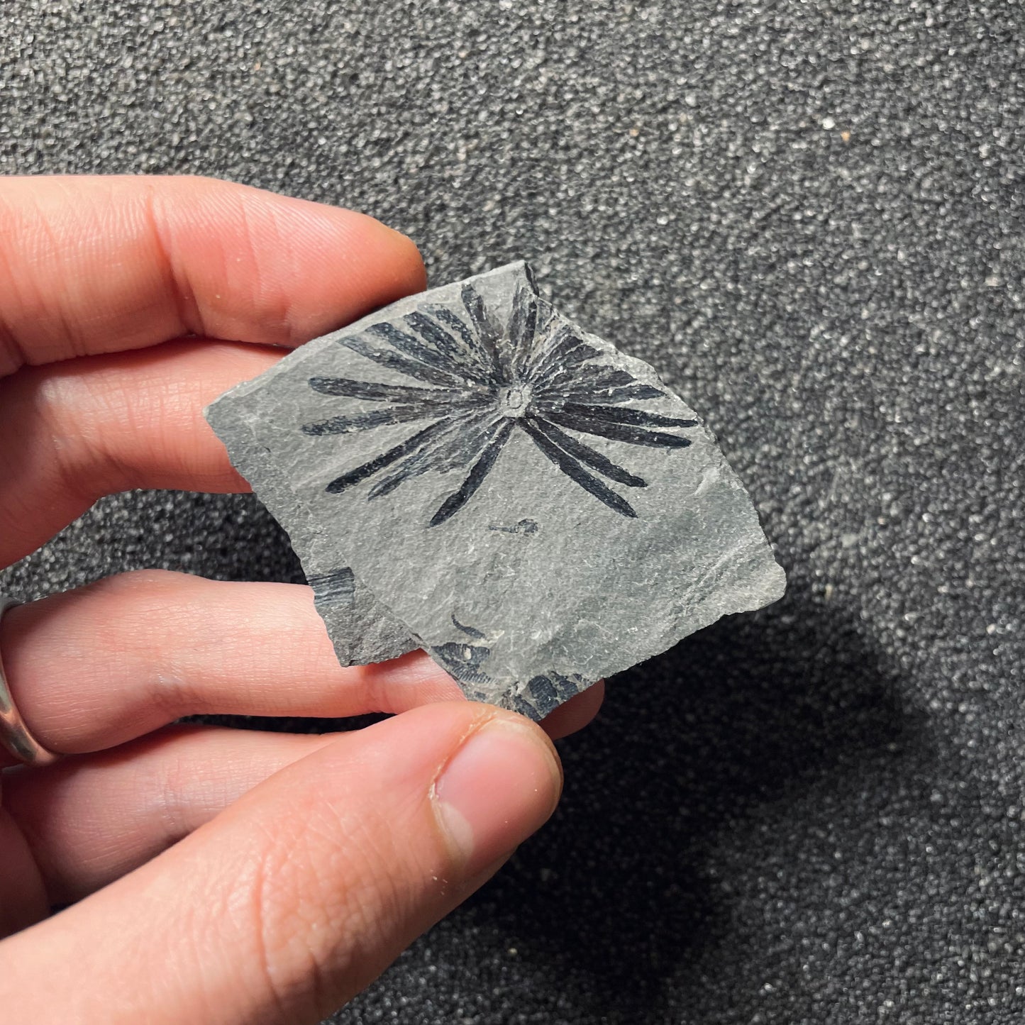 F2493 | Pianta | Annularia sp.