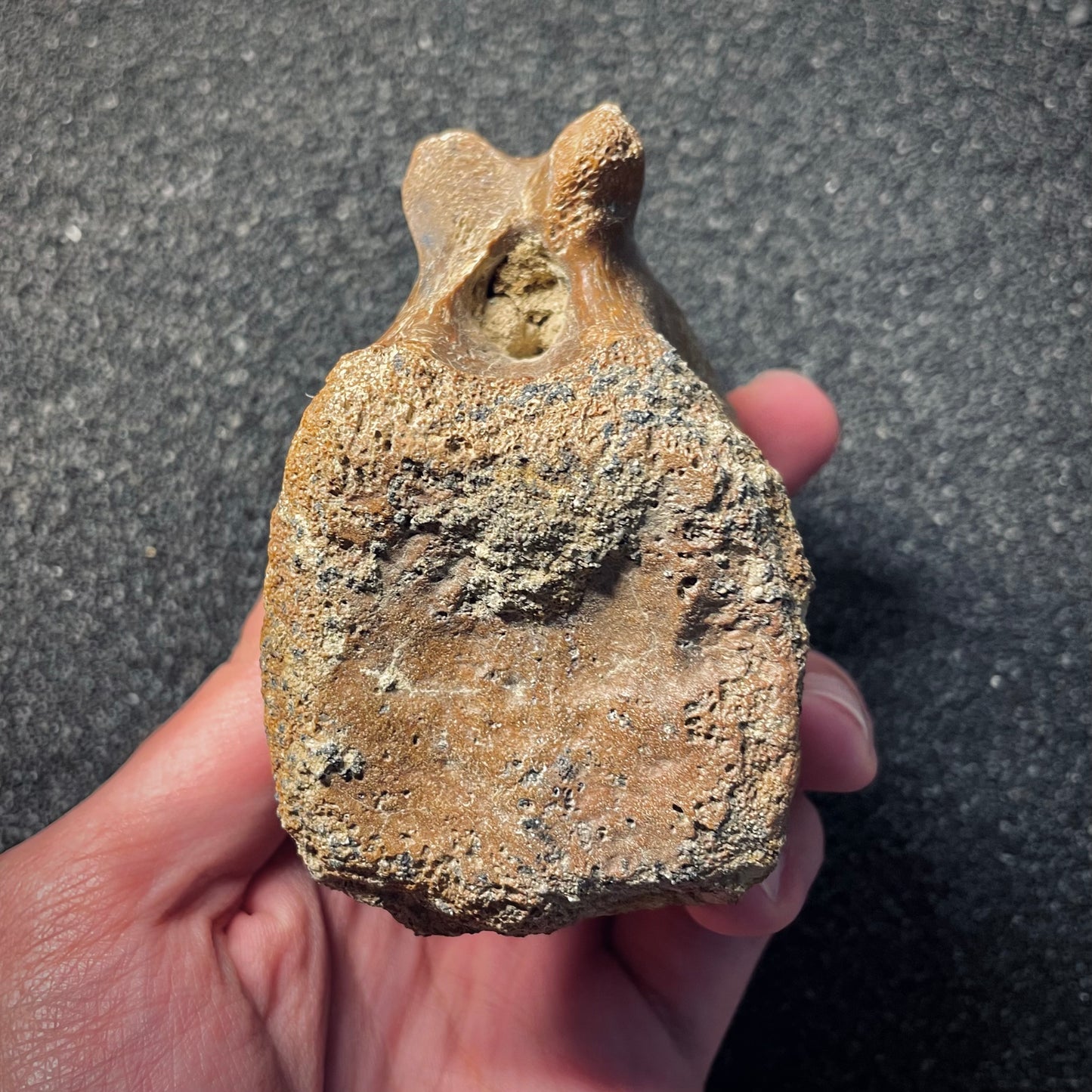 F2045 | Dinosauro | Hadrosauridae indet.