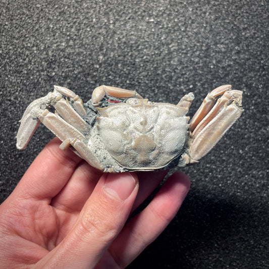 F2147 | Granchio | Macrophthalamus sp.