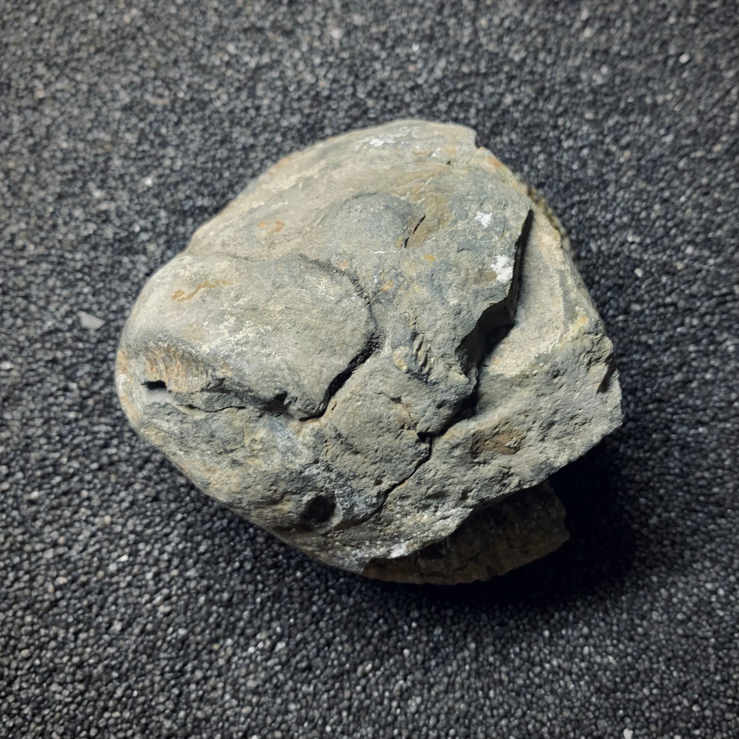 F526 | Ammonite | Dactylioceras commune