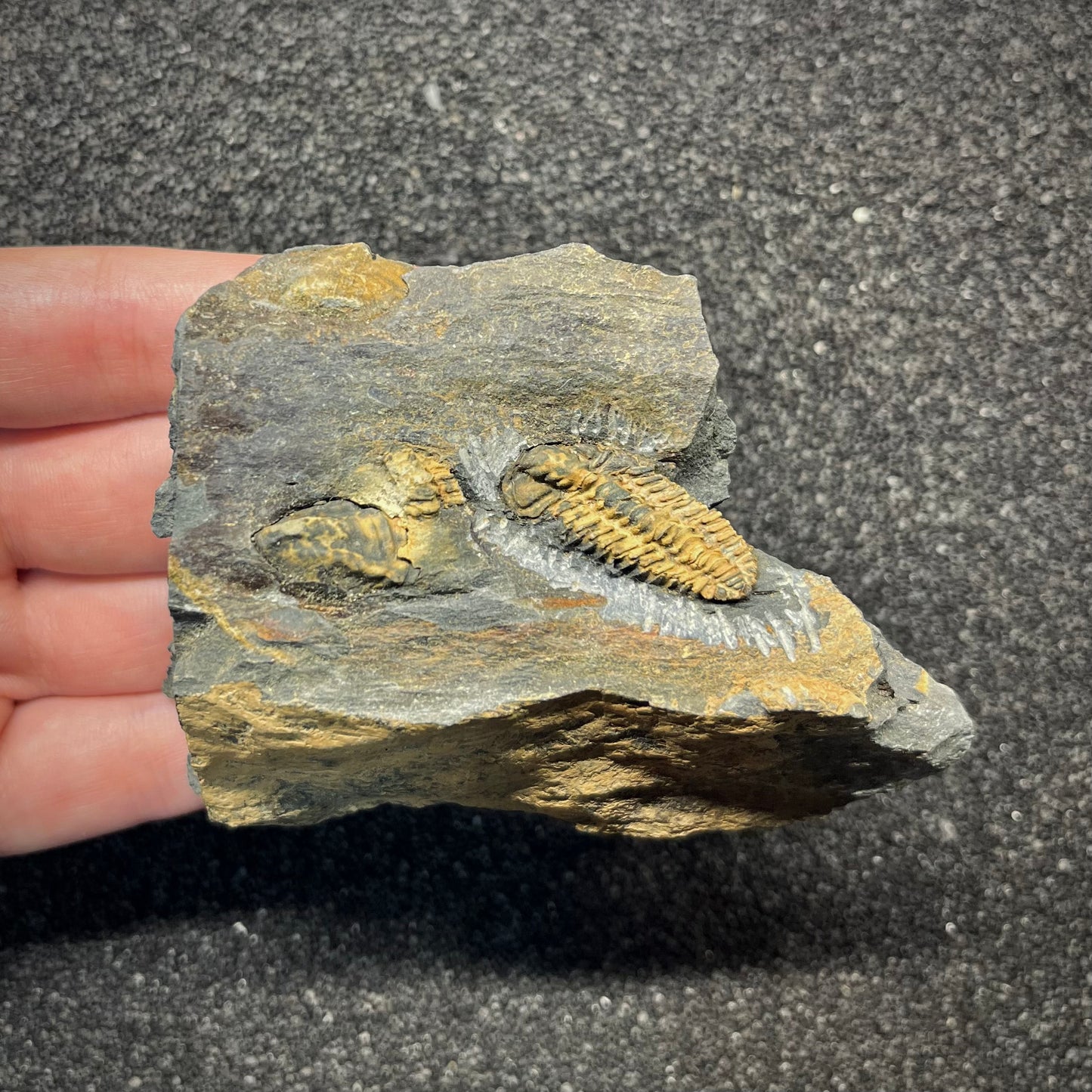 F2943 | Trilobite | Placoparia tournemini