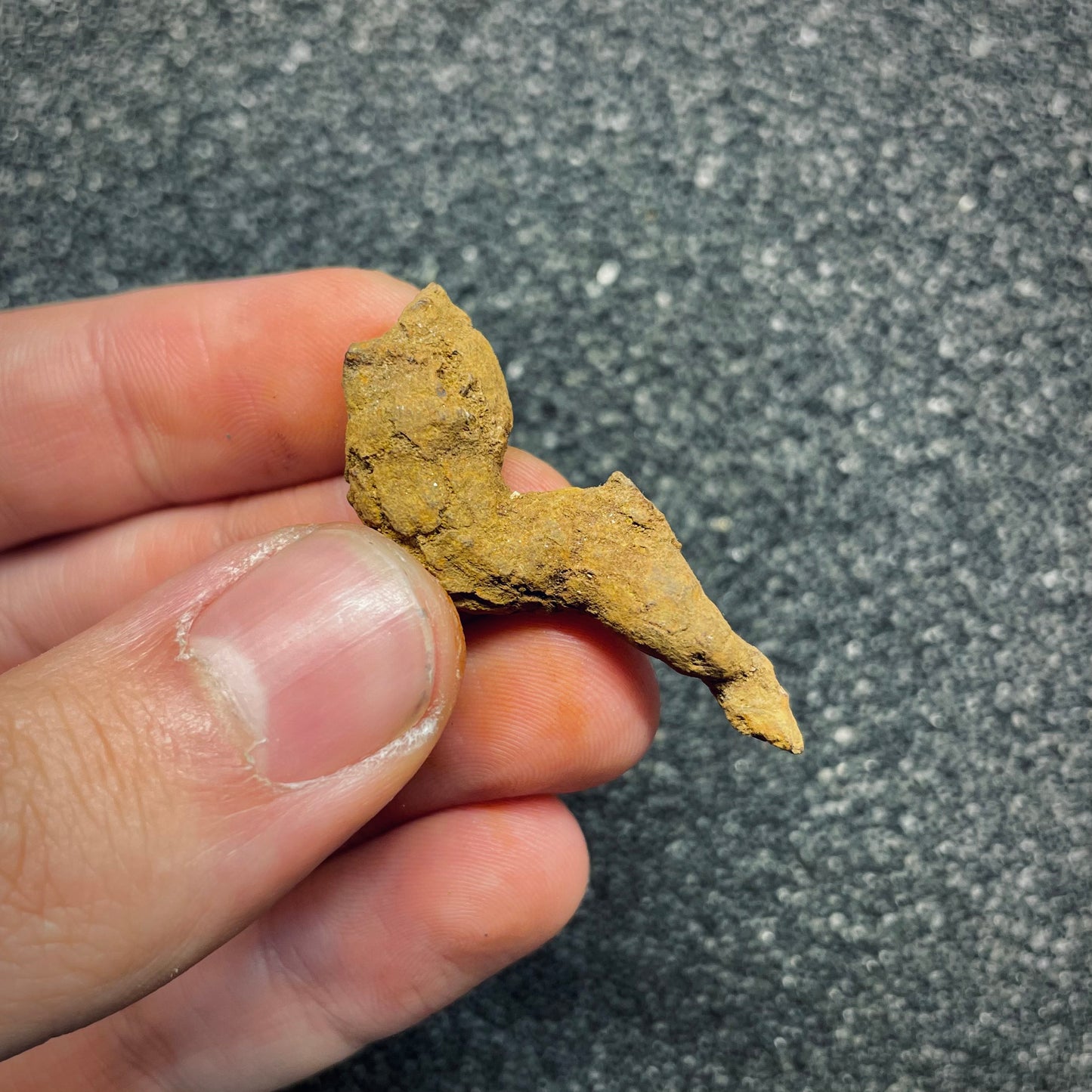 F2769 | Coprolite - Cololite | Testuggine