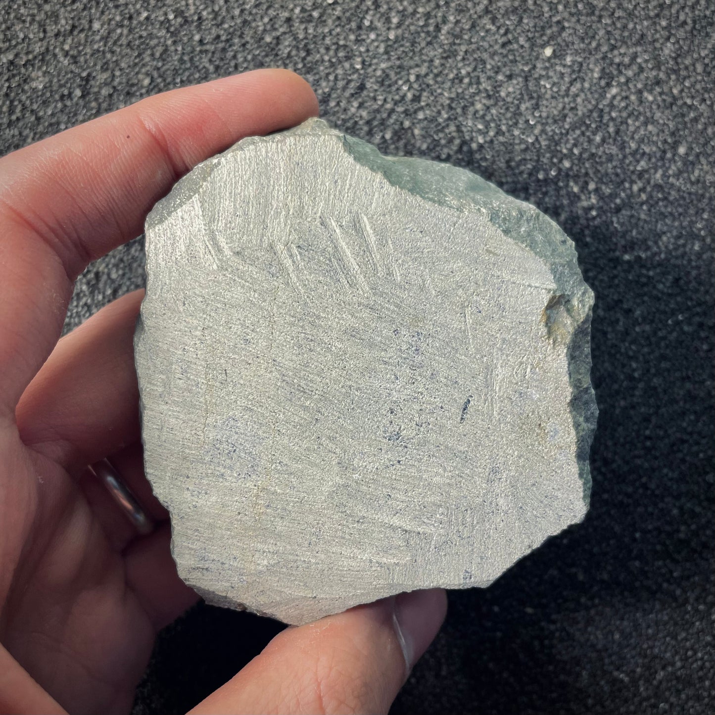 F2611 | Trilobite | Phacopidae indet.