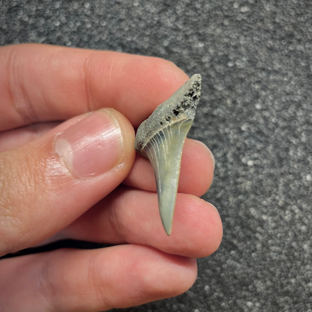 F3046 | Squalo |  Carcharodon hastalis