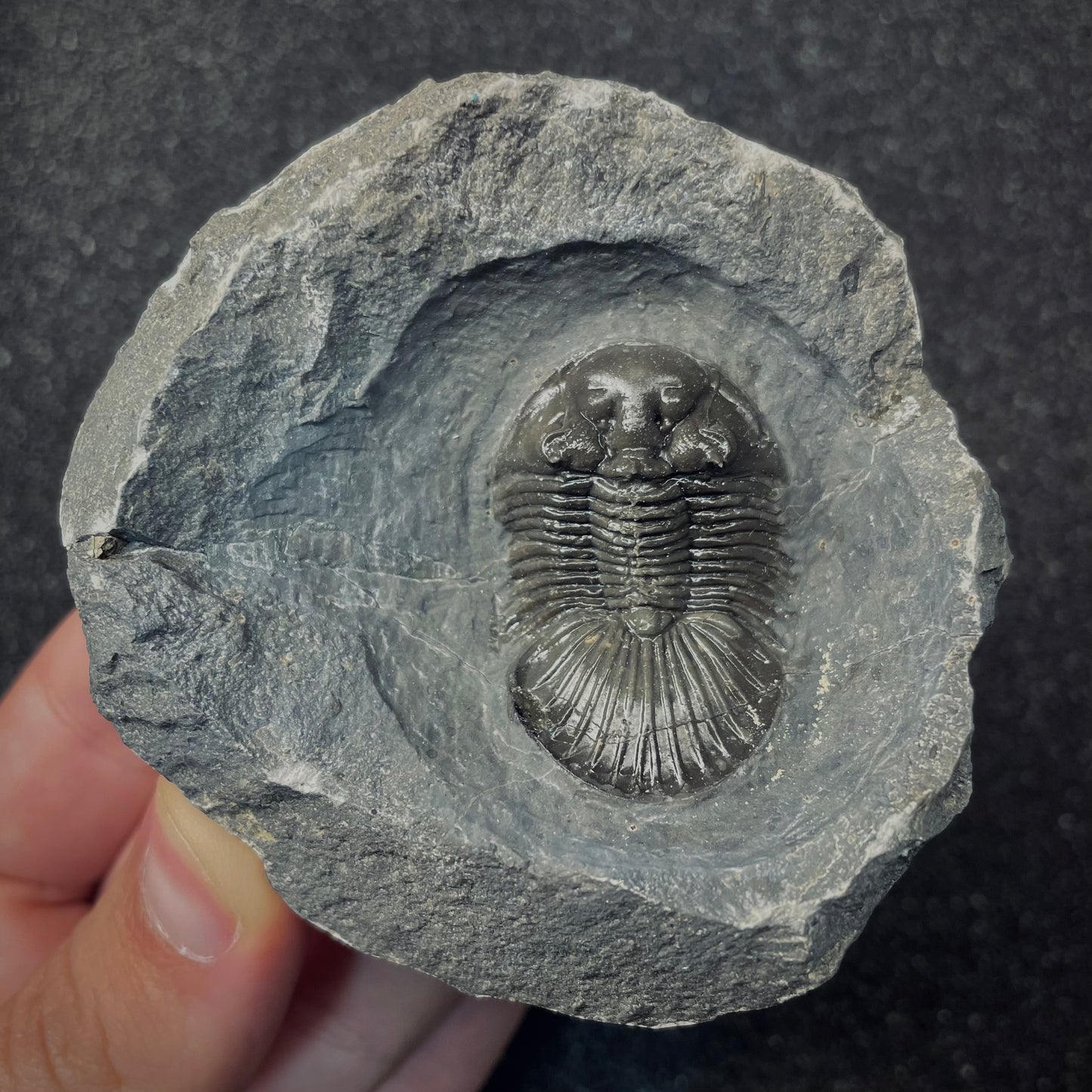 F2615 | Trilobite | Scabriscutellum sp.