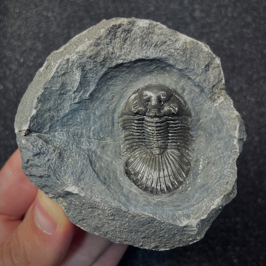 F2615 | Trilobite | Scabriscutellum sp.