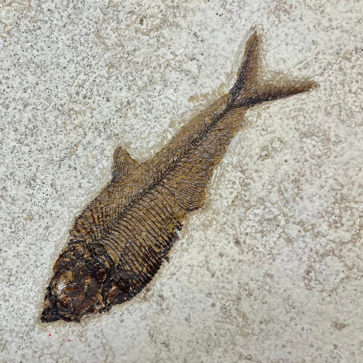 F2729 | Pesce | Diplomystus dentatus
